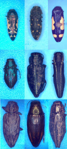 Beetles