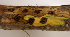 Thousand Cankers Pests