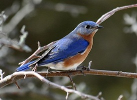 Wildlife Birds