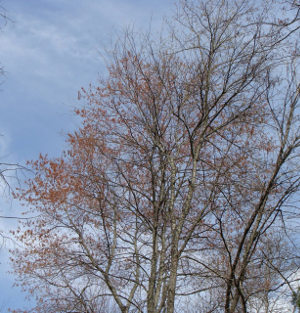 Red Maple