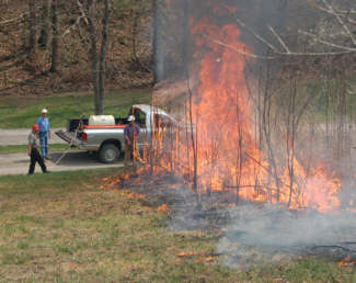 Switchgrass controlled burning.