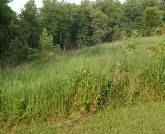 Switchgrass hillside planting at the Arboretum.