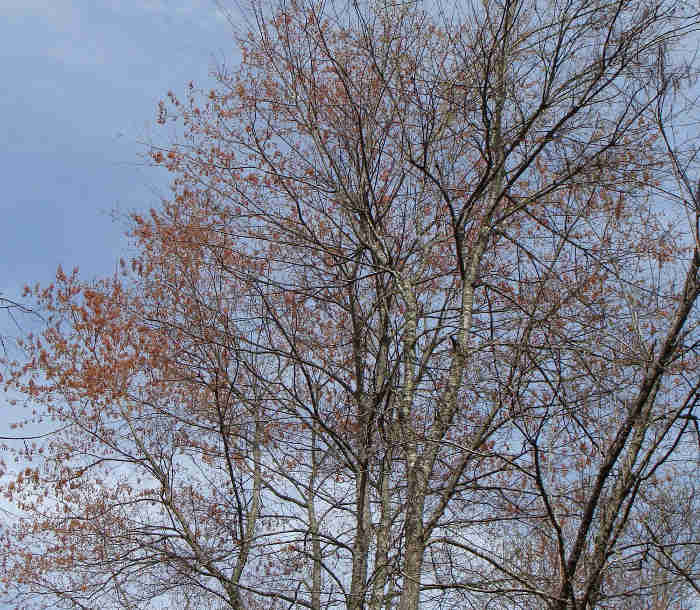 Red Maple
